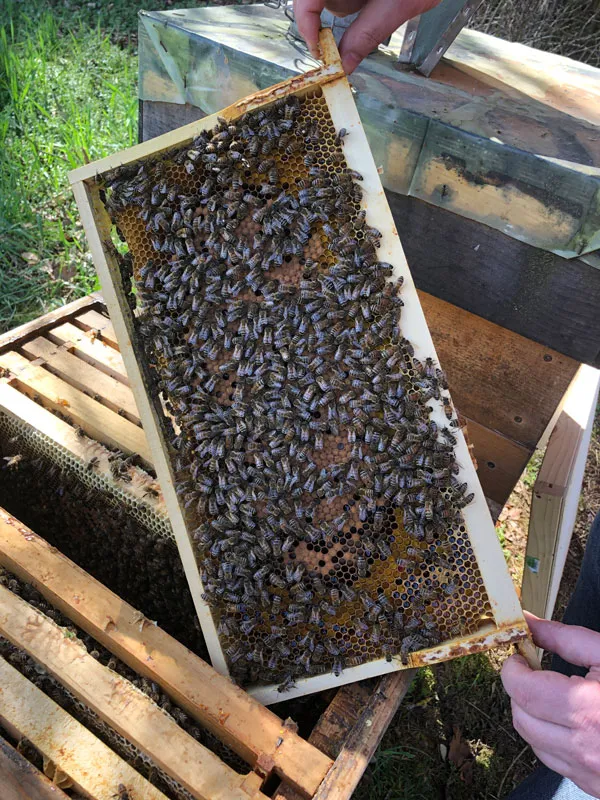 Bienen auf einer Zarge Wachs