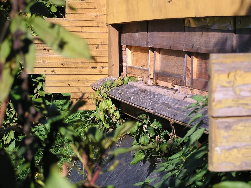 Natur vor dem Eingang des Bienenstocks