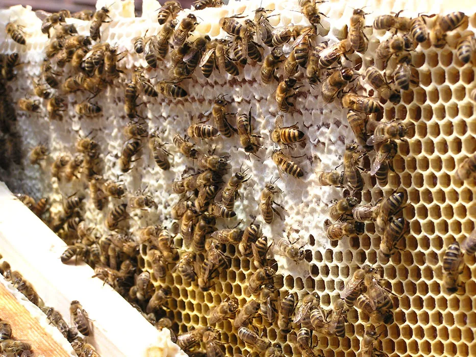 Bienen auf einer Zarge Wachs