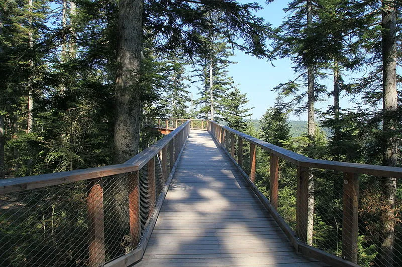 Der Baumwipfelpfad von Bad Wildbad