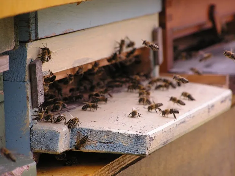 Nahansicht auf den Eingang eines Bienenstocks.