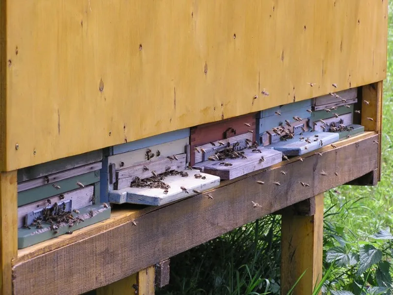 Bienen im regen Anflug auf einen Bienenstock.