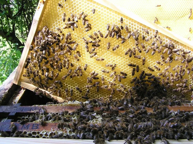 Bienen auf einer Zarge Wachs die aus einem Bienenstock geholt wird.