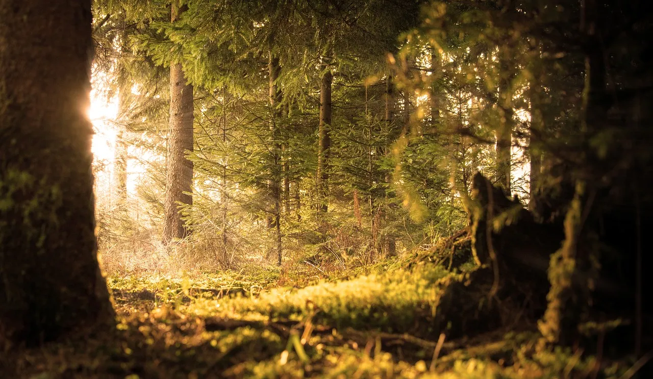 Der Schwarzwald in der Morgensonne